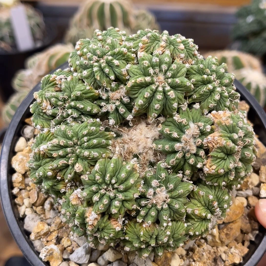 潮流植物 老花笼