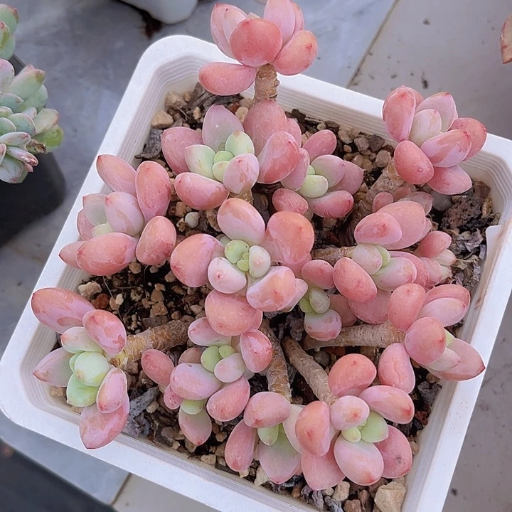红洛神1464多肉植物