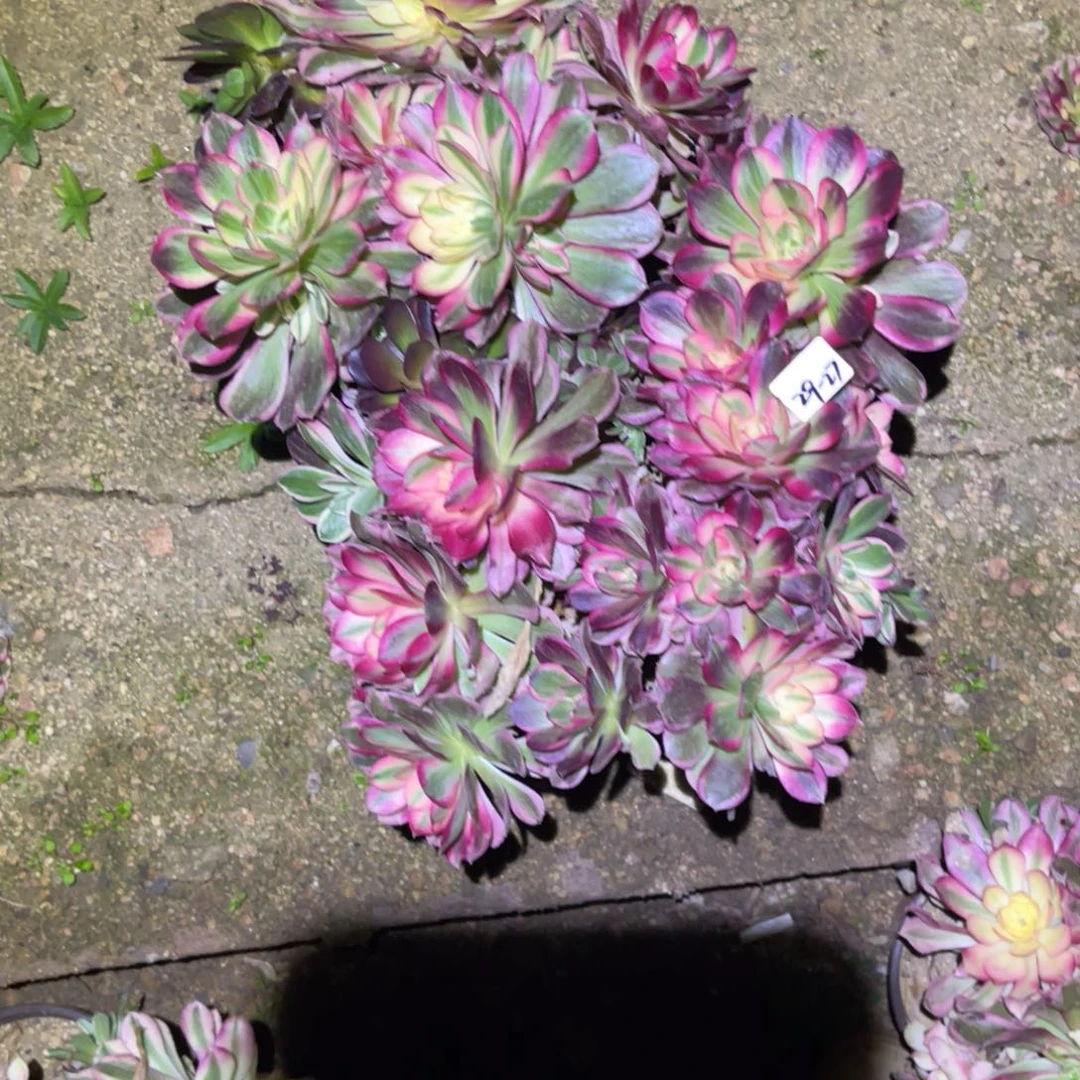 12-29-27西施砍头群两颗