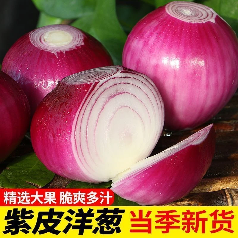 紫皮毛葱手工挑选洋葱5斤装新鲜鲜嫩皮薄多汁