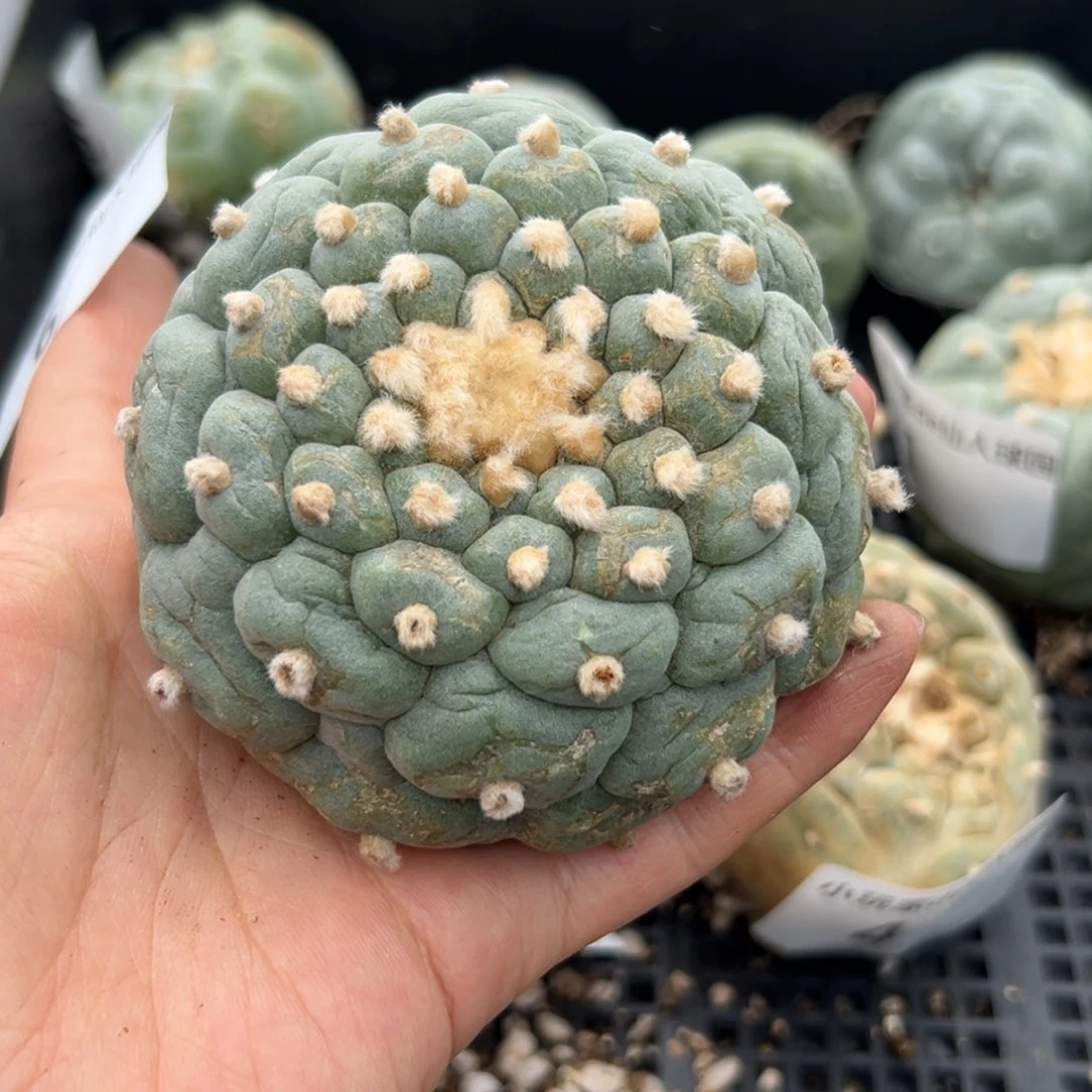 6 有根 仙人球的世界
