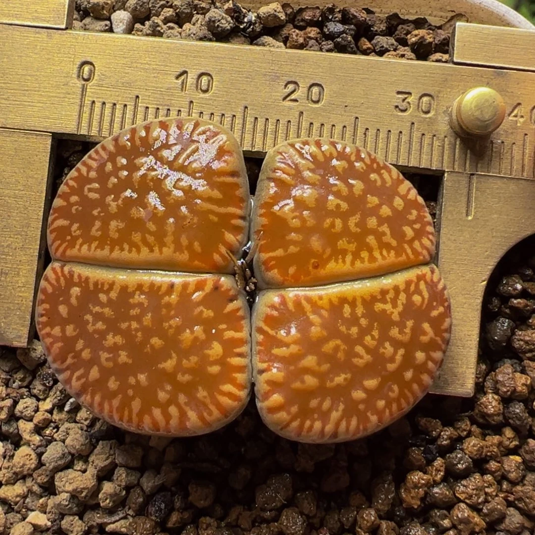 红光阳多肉植物百科