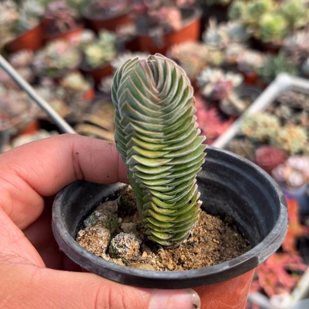 多肉植物多肉植物