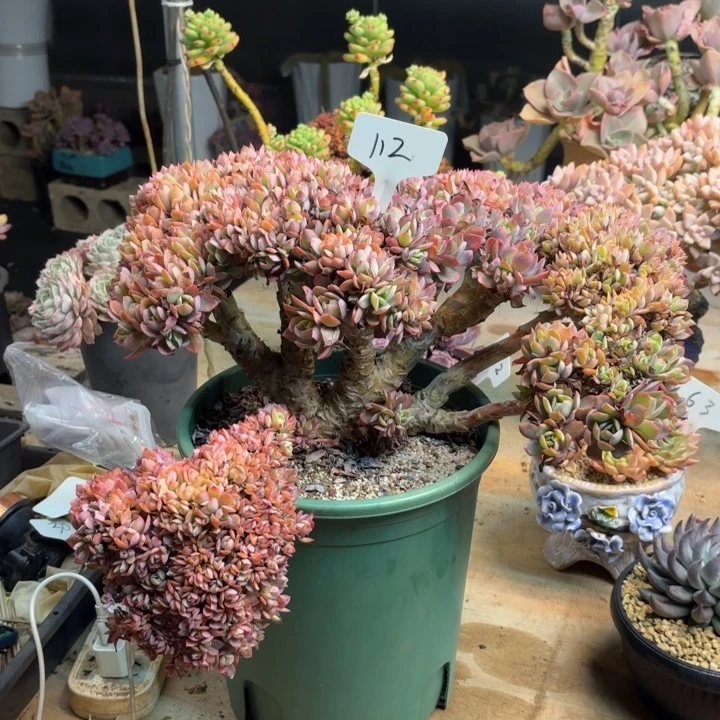 满***号多肉植物，骑罗112号，物流到付