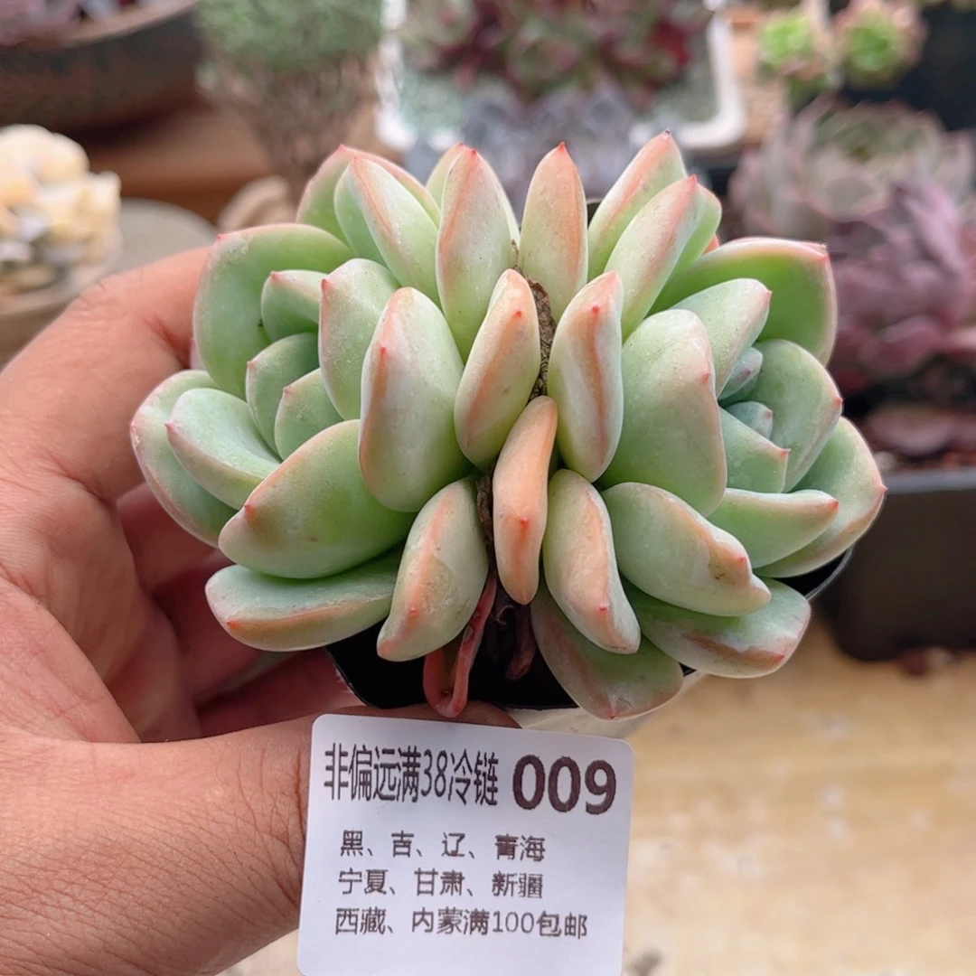 009泡芙德华多肉