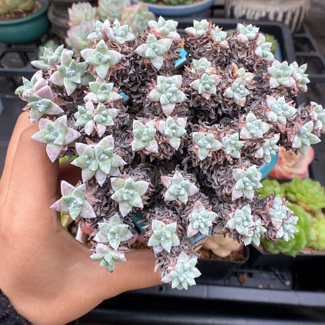 白菊老桩群生可拍。