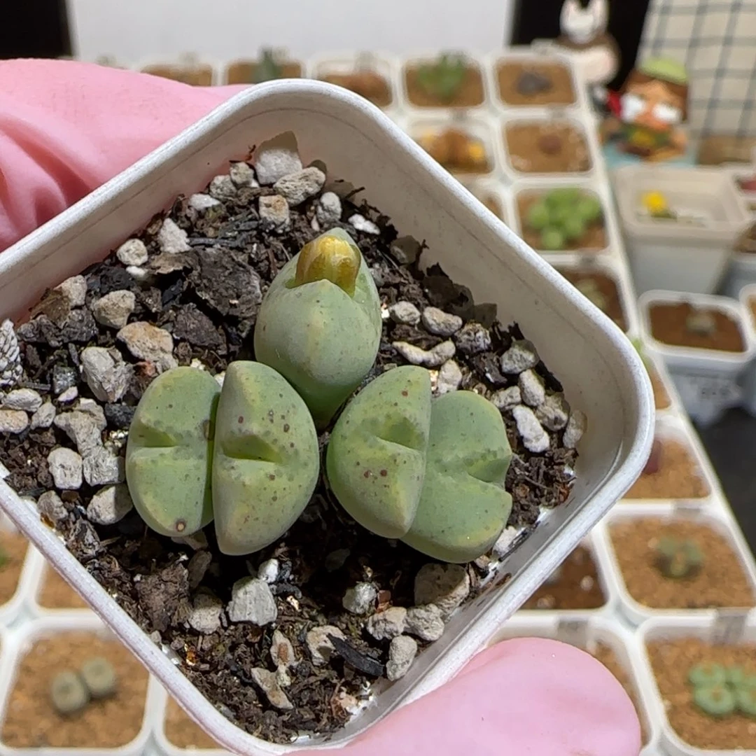 肉锥多肉植物组合-874