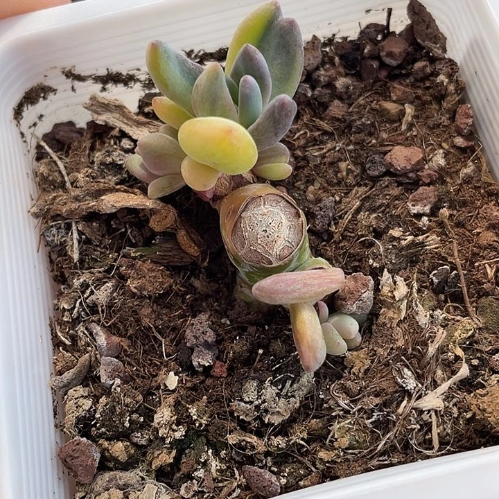 042紫丽殿锦底座带盆发啊啊啊啊