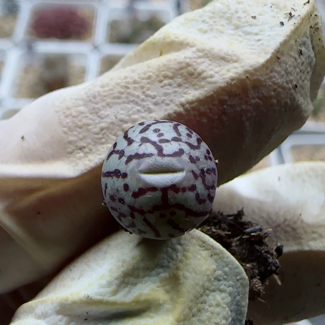 逗*2-19-当天满58包邮井出多肉脱土