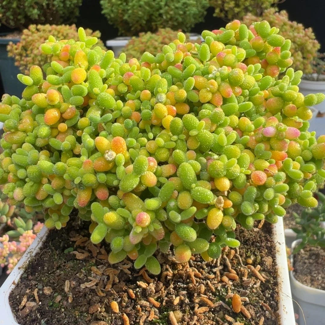 D7652猫猫头造型桩