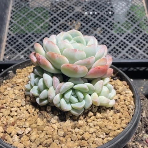 036冰玉手捧花7捧一8个头12厘米