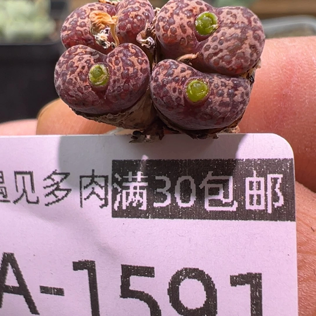 多肉植物11111111111