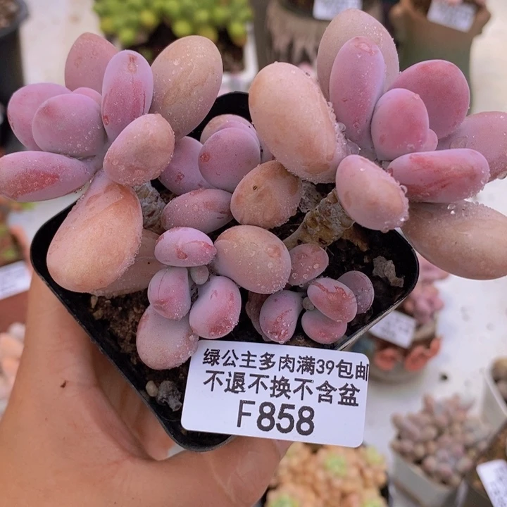 腰子桃蛋不包整10cm858多肉植物