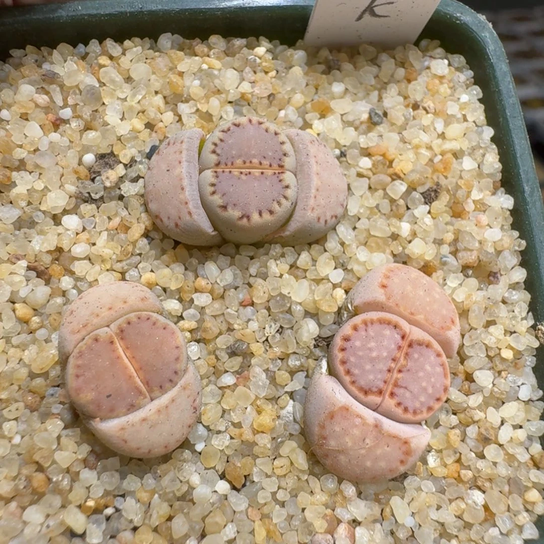 布****40214-18饼干编号k