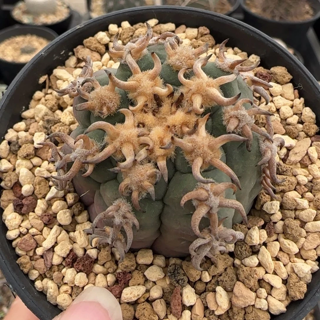 05自根猫爪多肉4.1厘米