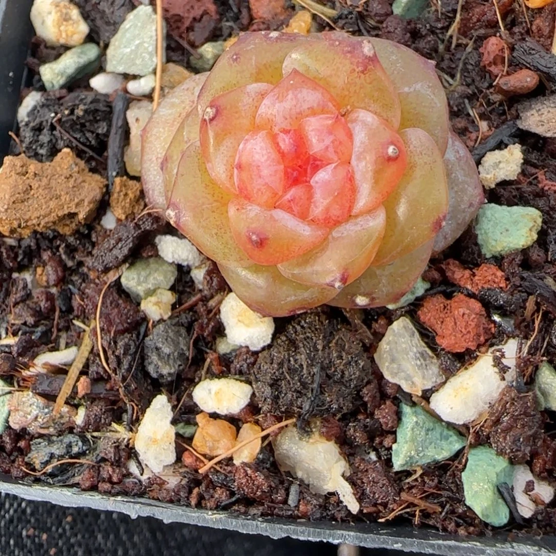 小卡拉米糖心一物一拍