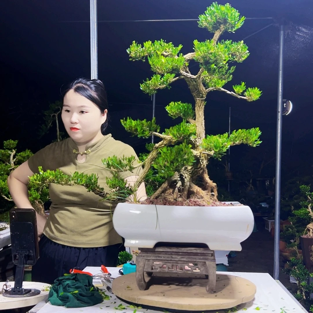 当前无花栽培后可以开花黄杨木