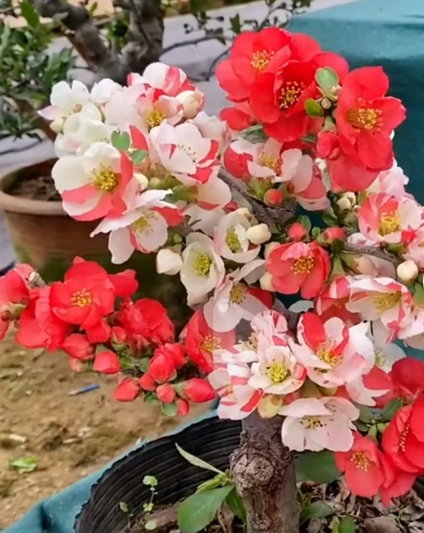 盆栽素材盆景素材 一物一拍