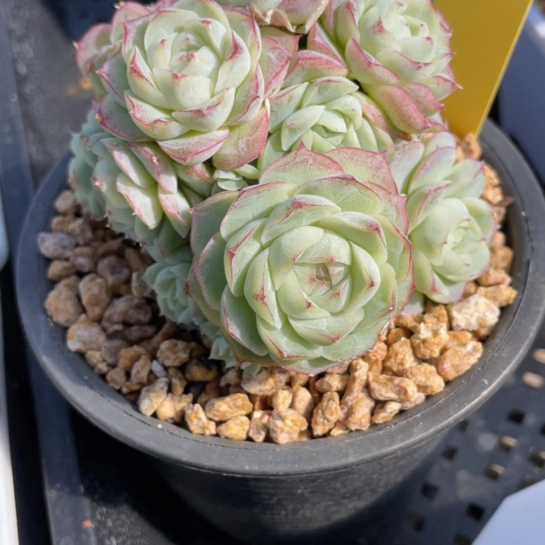 576白底蕾丝边女王