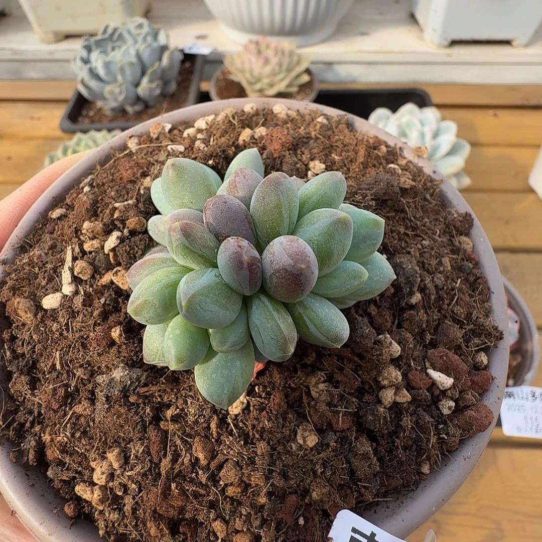 弗莱布11111226-117