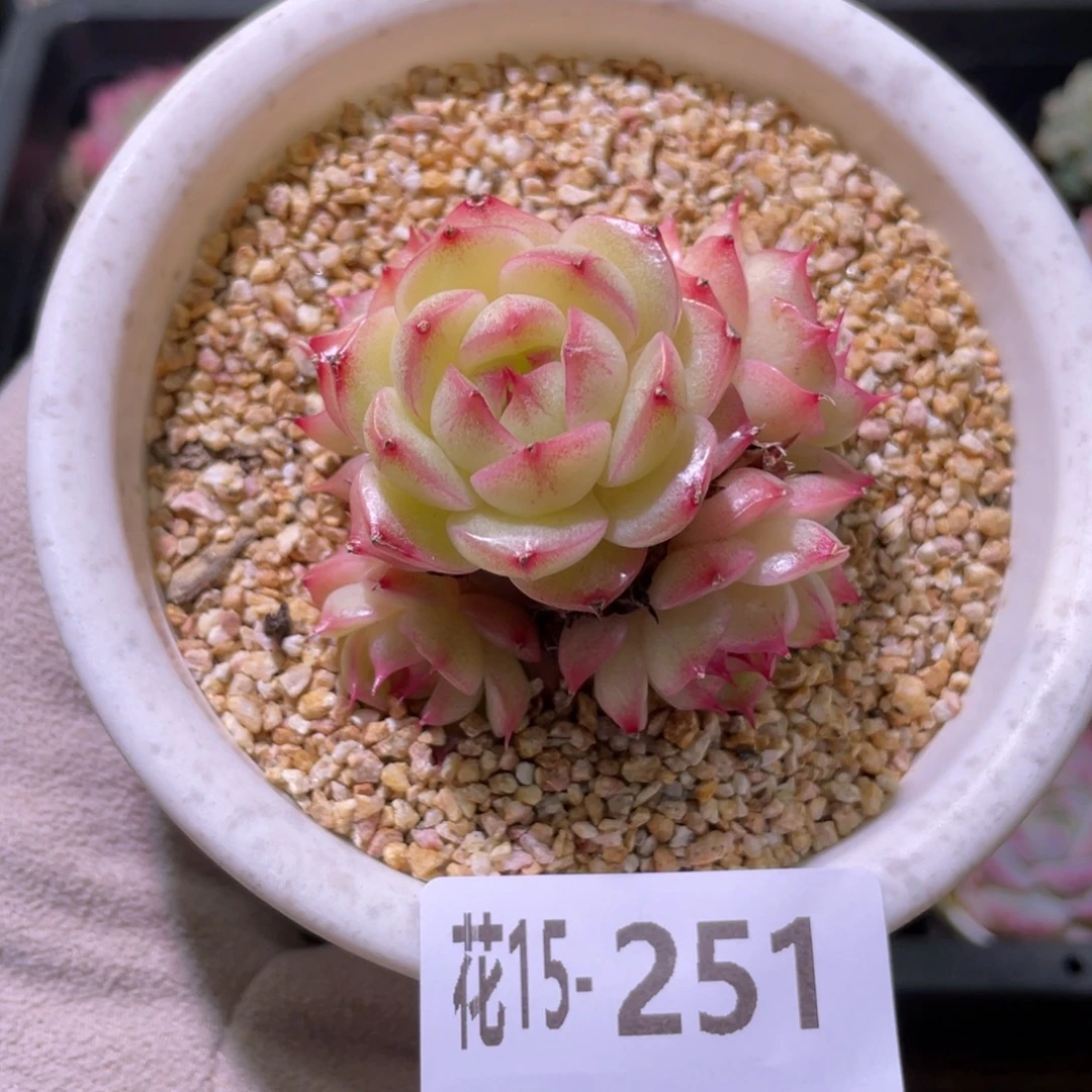 花利美15-251海王