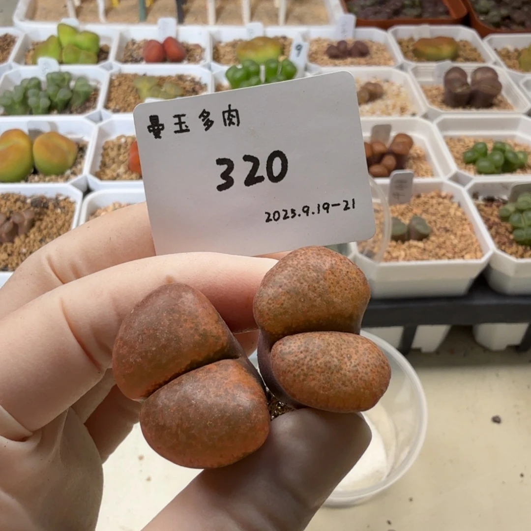 懒***。多肉多肉多肉9.21-320 超蛋