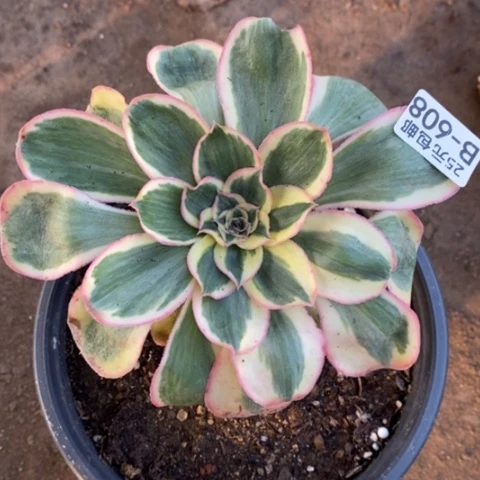 608燕姿锦满25包邮多肉