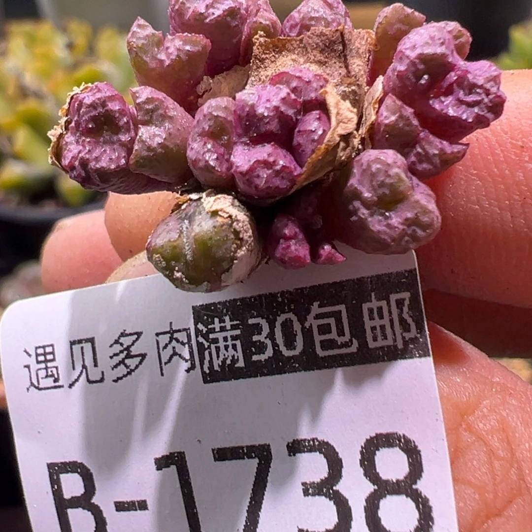 多肉植物111111111111