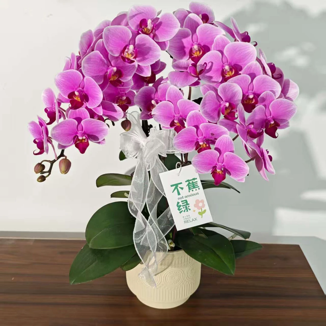 【十里桃花】蝴蝶兰稀有粉紫色系高端室内花卉