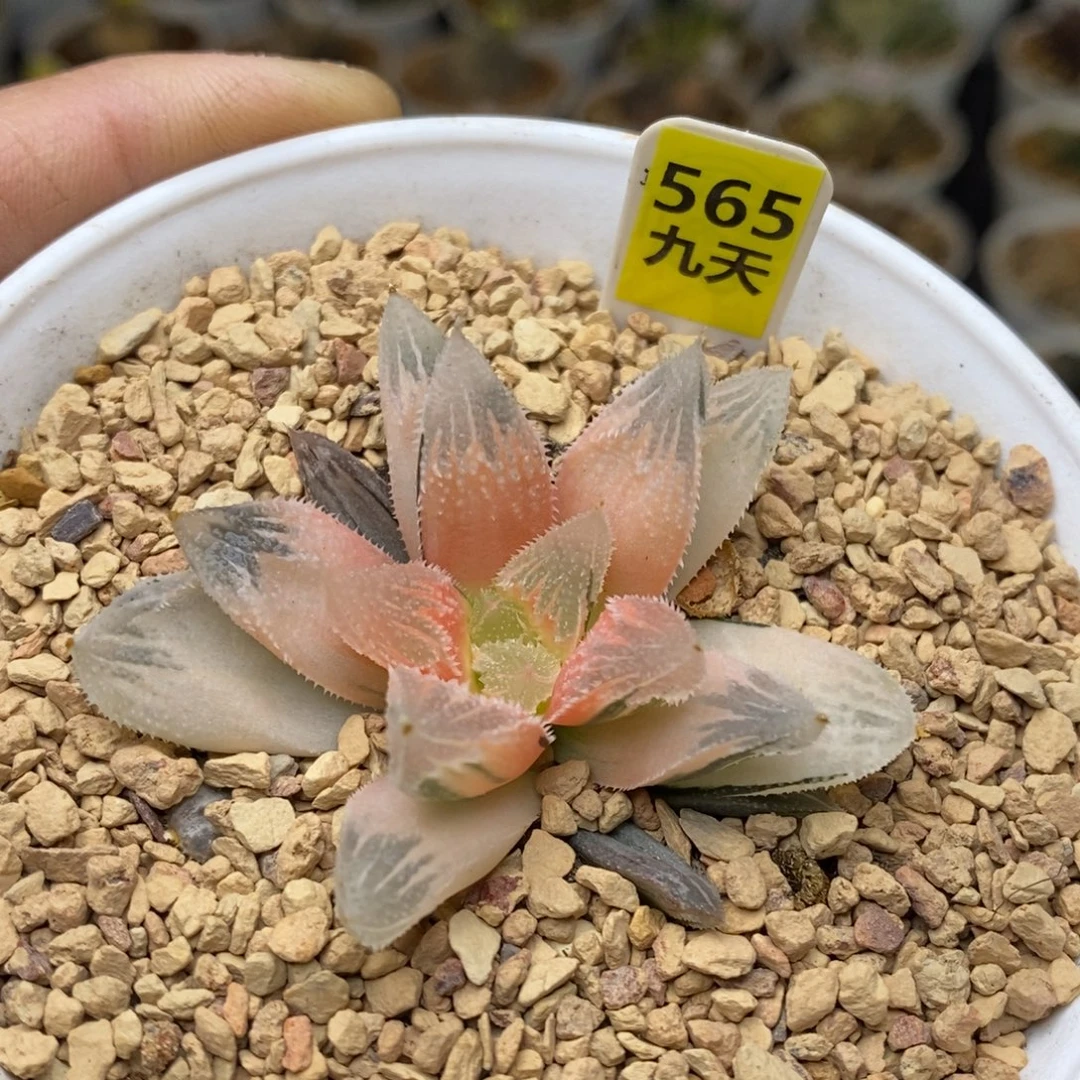 565号糊斑白帝城锦