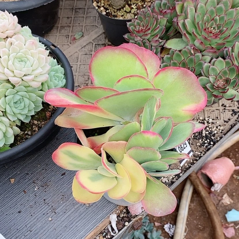 【闪购商品】唐印锦0829