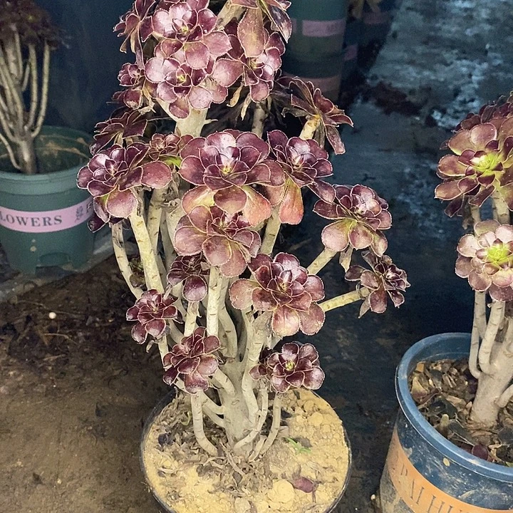 黑法59多肉植物法师法师