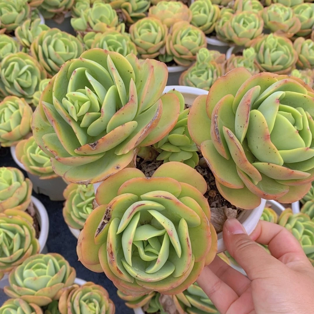 鸡蛋碧桃三头起发，160杯