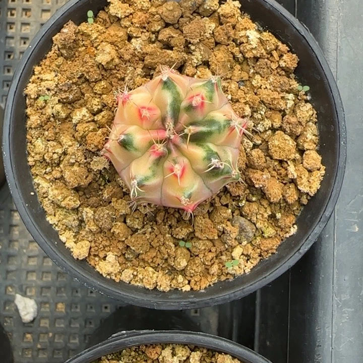 15-0119下播福利多肉