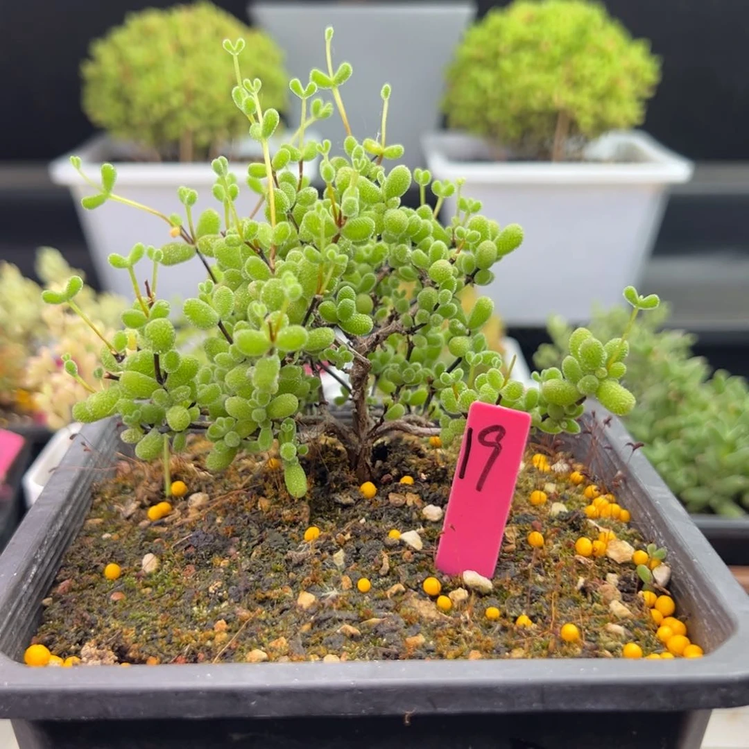 翡翠枝干19号13.5cm盆