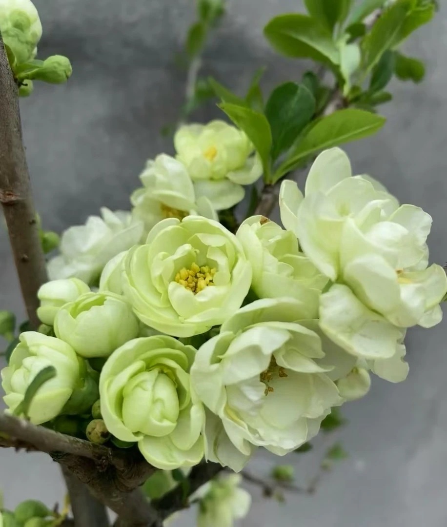 精品绿宝石海棠 带花芽 南北方种植