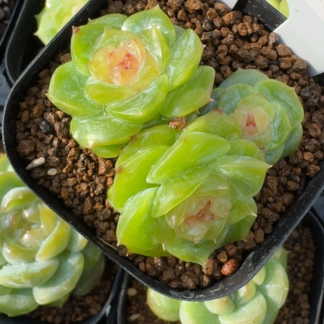 琳***裴0825/36-小蜗牛三头