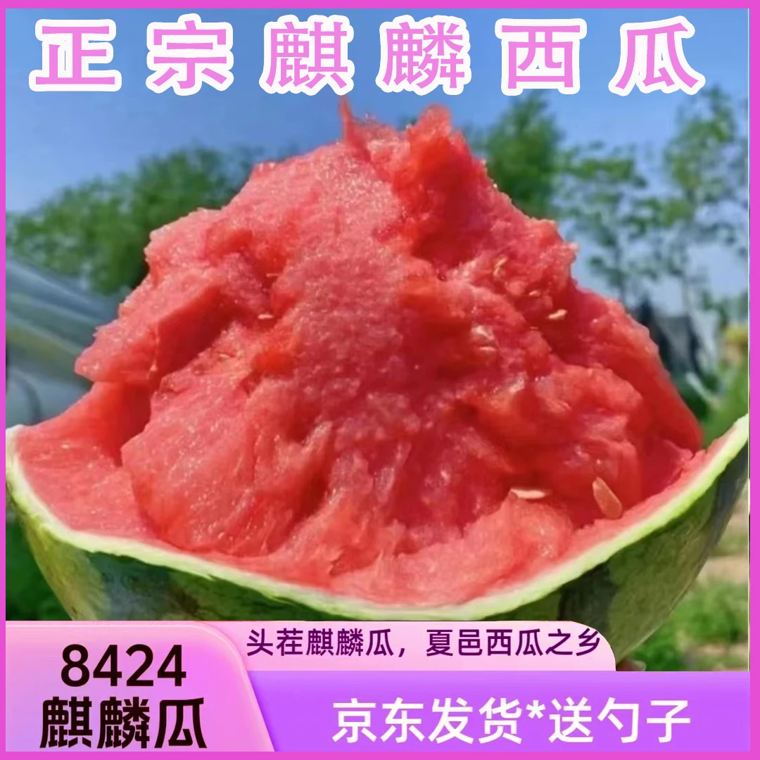 【京东快递】2025新鲜采摘麒麟瓜精品头茬西瓜现采摘