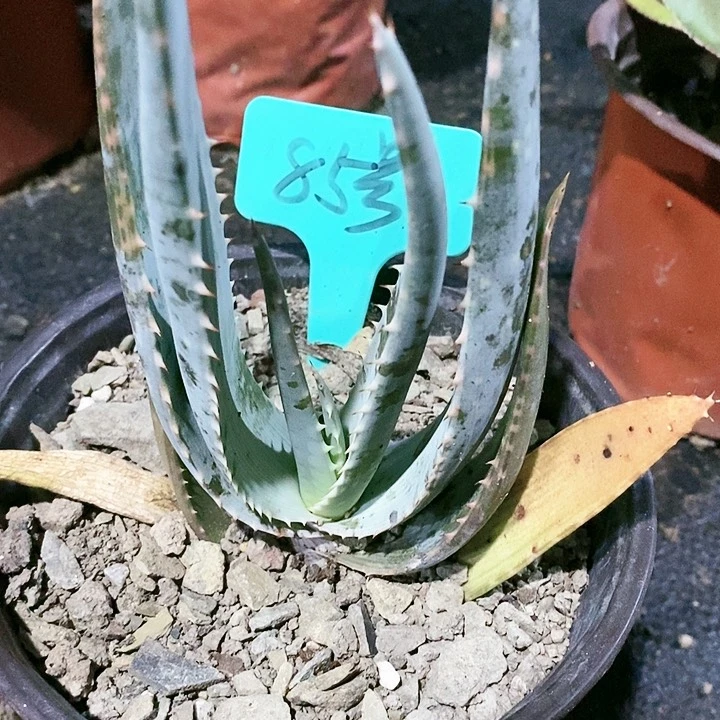 【闪购商品】无花朵海来芦荟