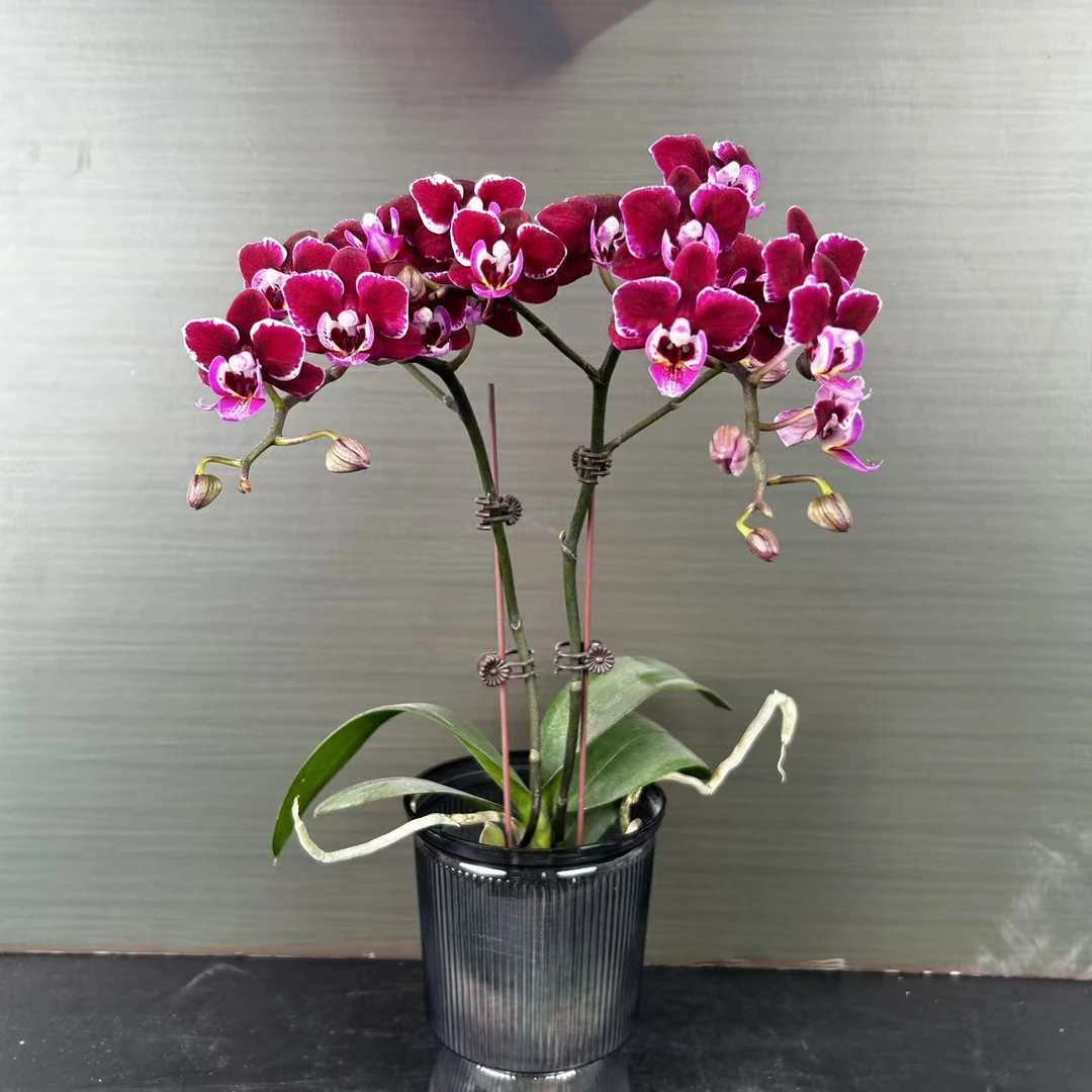 【花之漫】两颗（牵牛花）2.8寸杯双剑蝴蝶兰盆栽