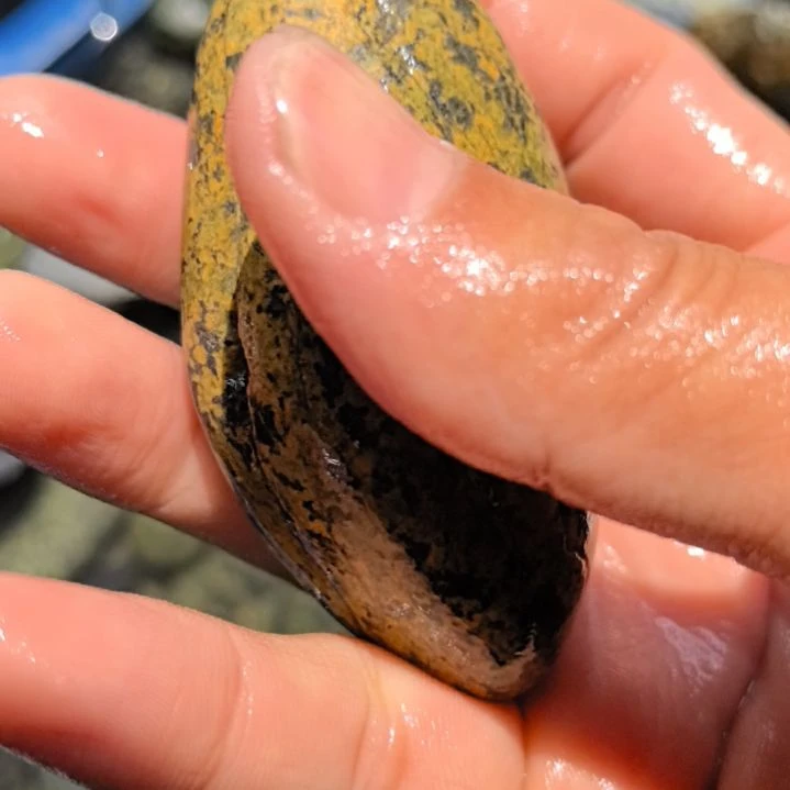 石材可***宝藏玉药王石原石一个