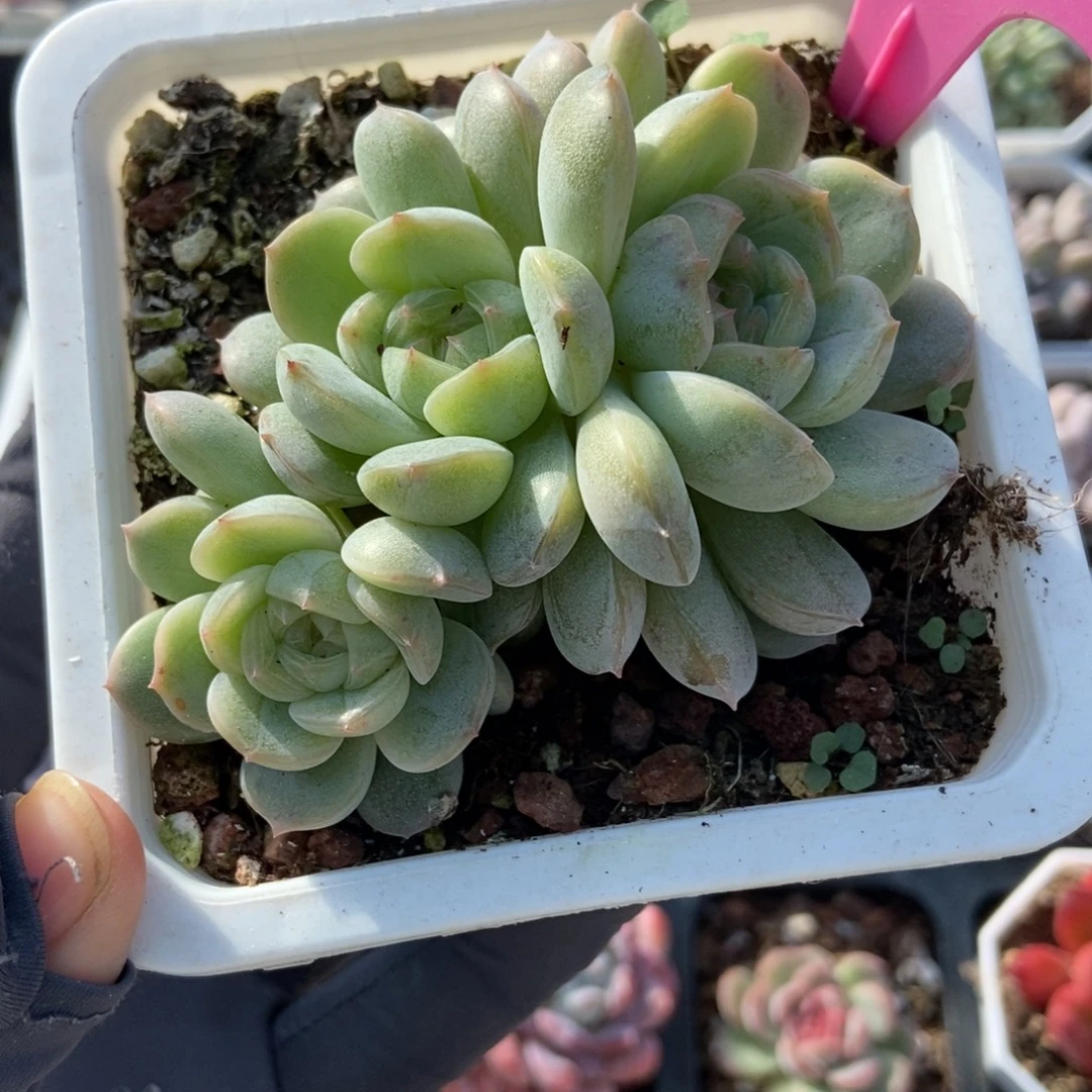 63白恋多肉植物多肉