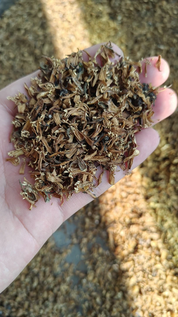 新会柑花陈皮柑花陈皮代用茶花茶