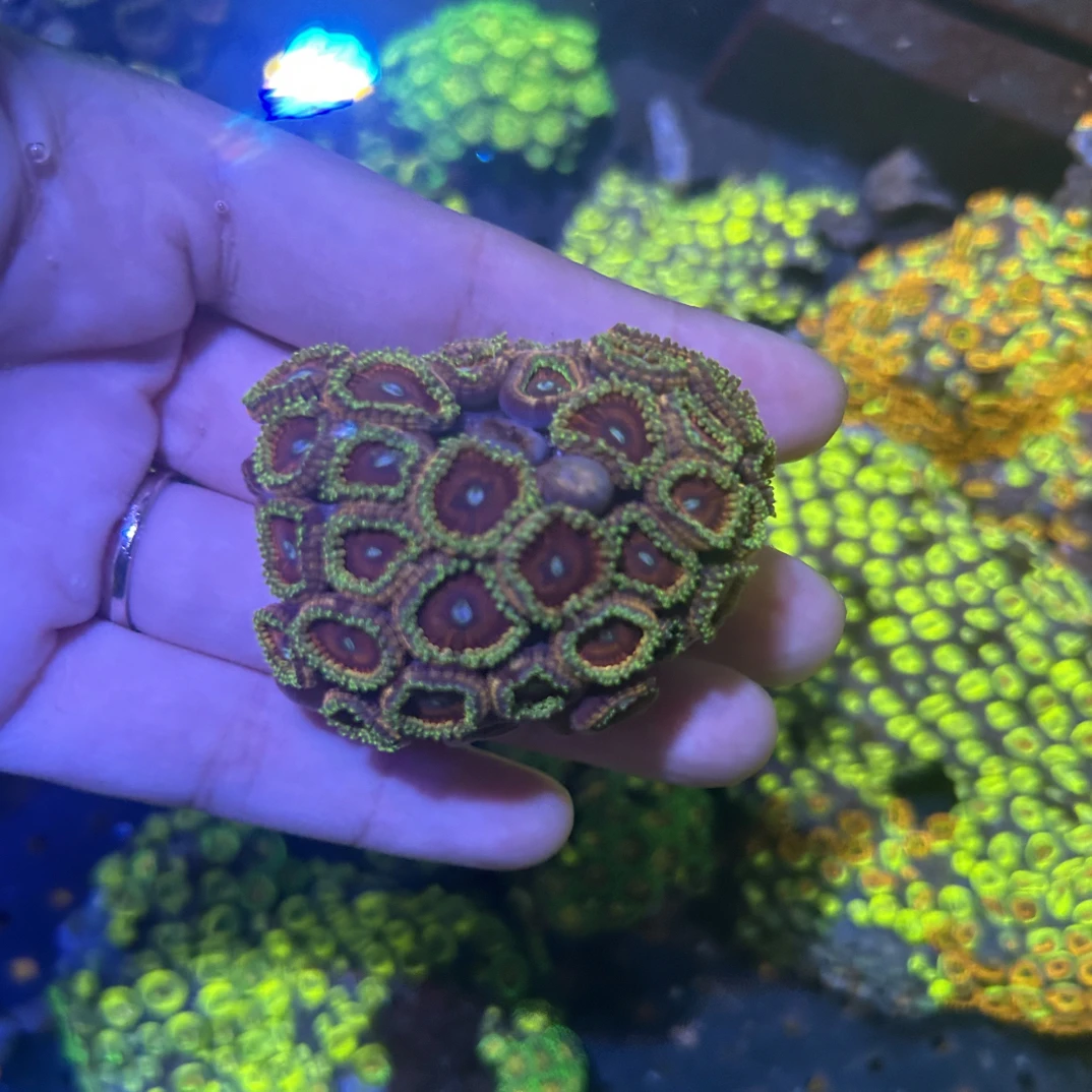 海水拼盘特大种喷点纽扣珊瑚纽扣软体观赏散装鱼缸生物海缸造景