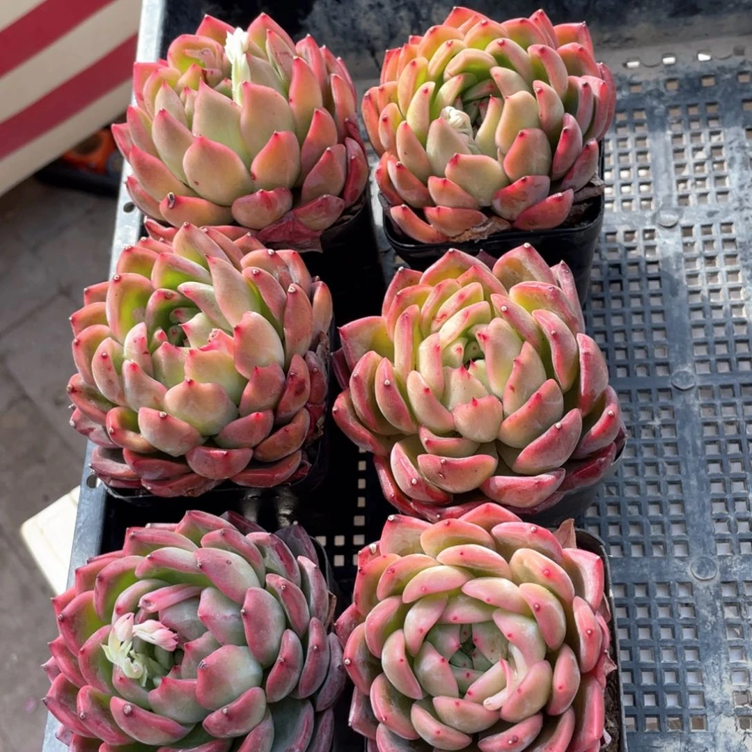 英**爽红鸾6颗新疆包邮多肉100