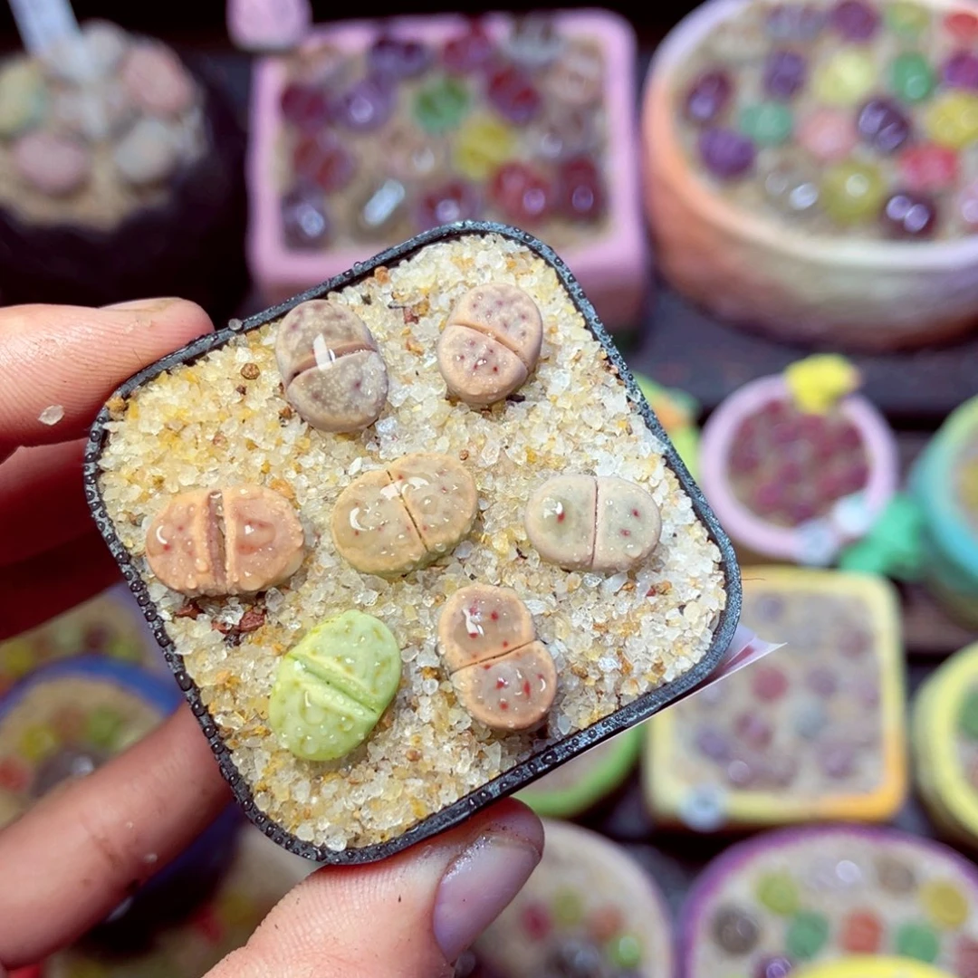 563生石花带盆发1