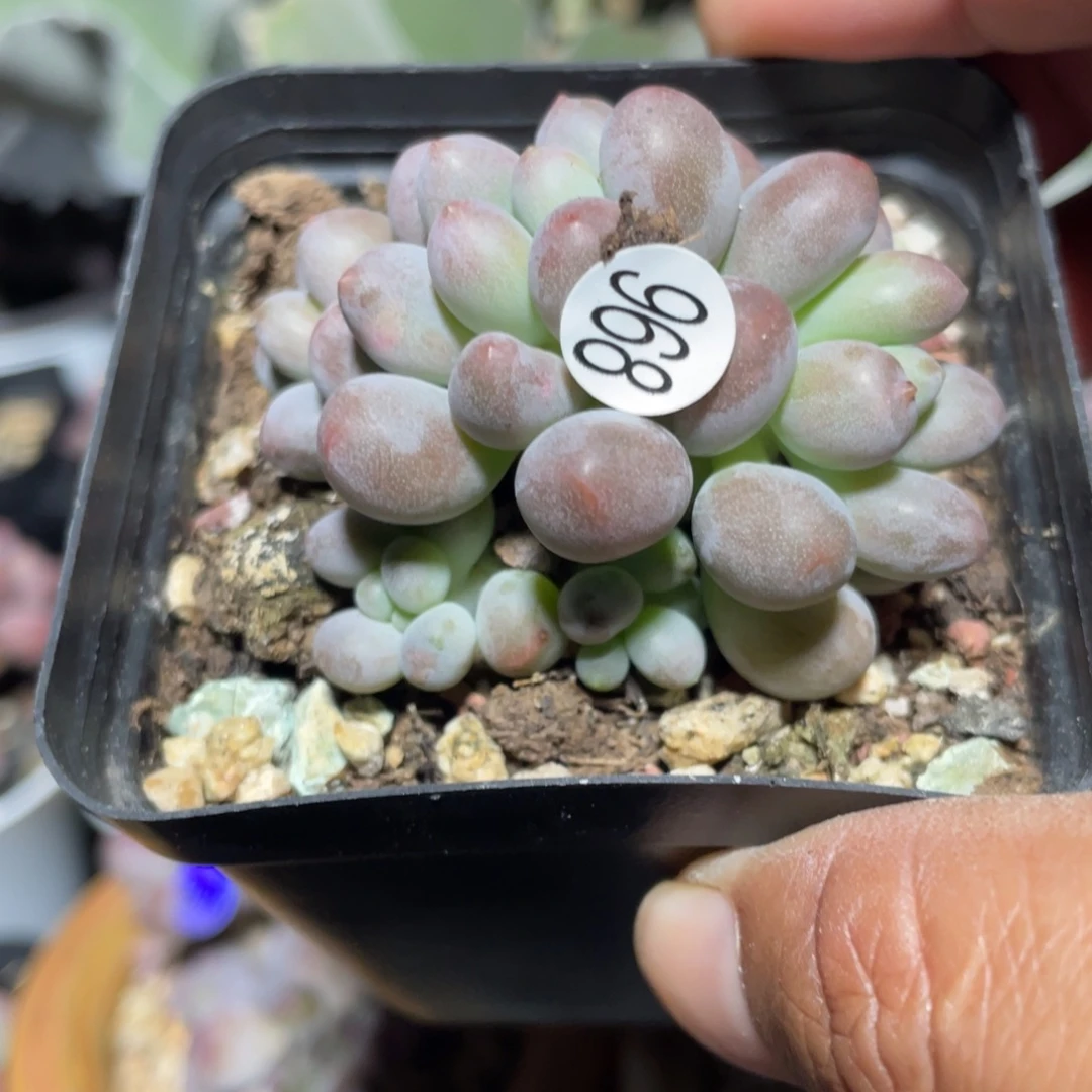 仙子奶酪多肉植物