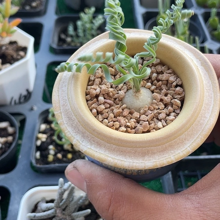 锦***.陶瓷盆宽叶弹簧草贵妃卷