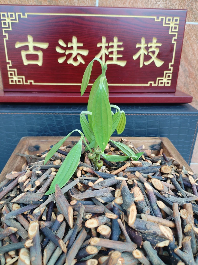 新货手工古法桂枝，250克买二送一