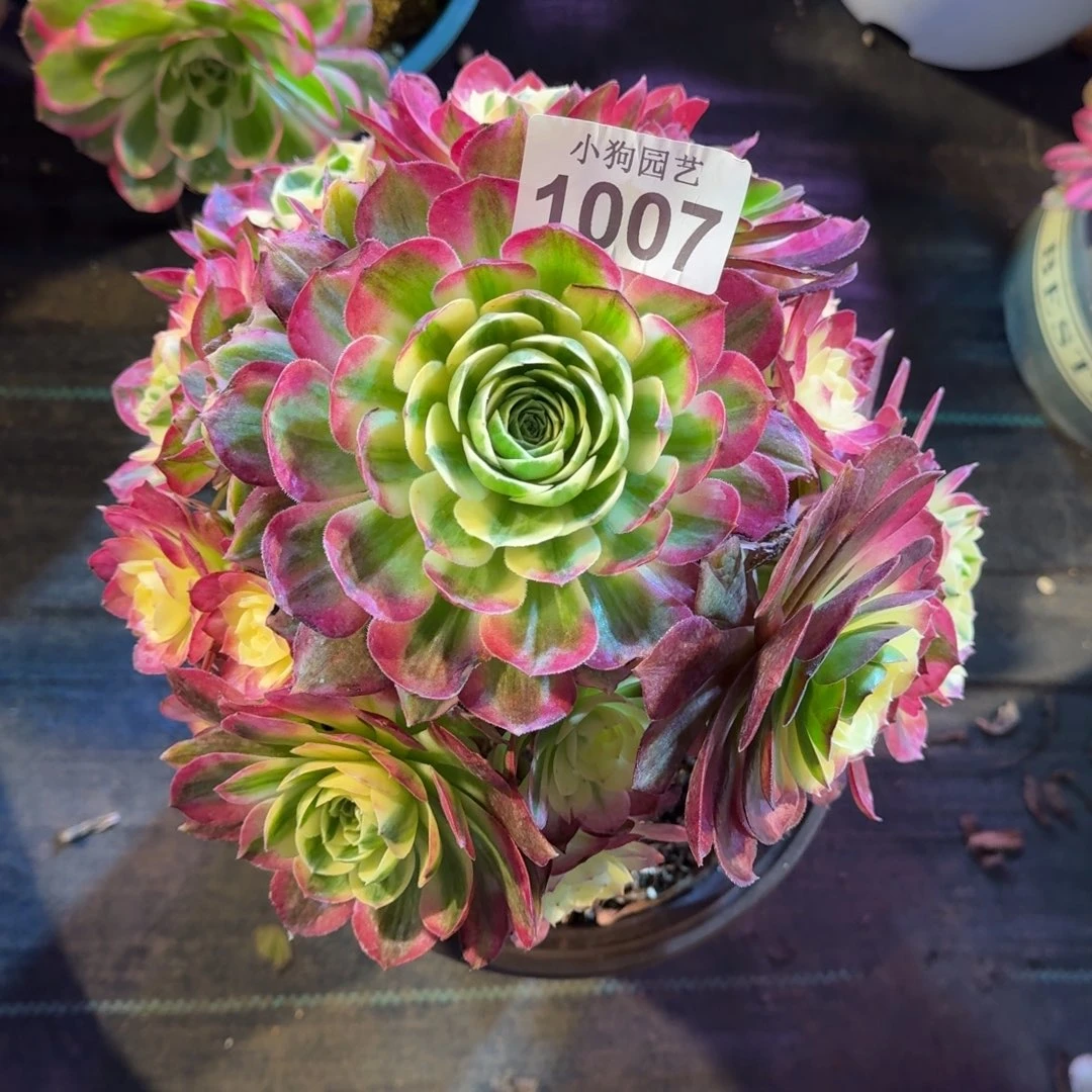 卡****宝海王多肉植物1007
